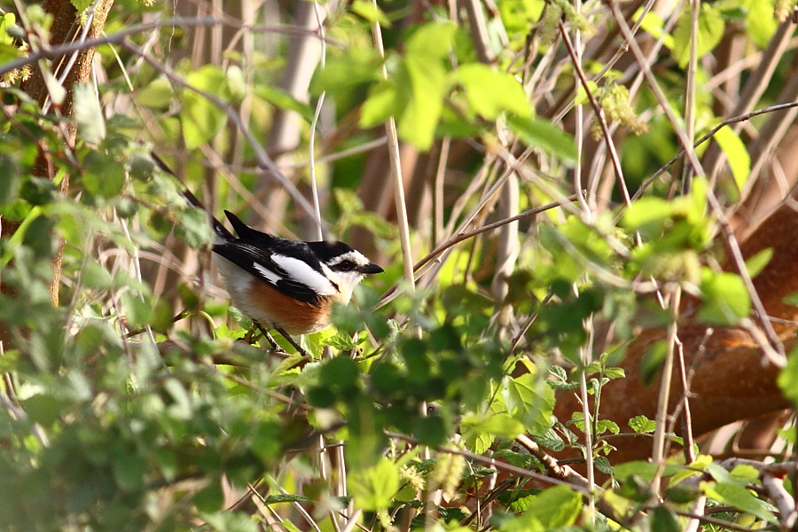 Maskeli örümcekkuşu