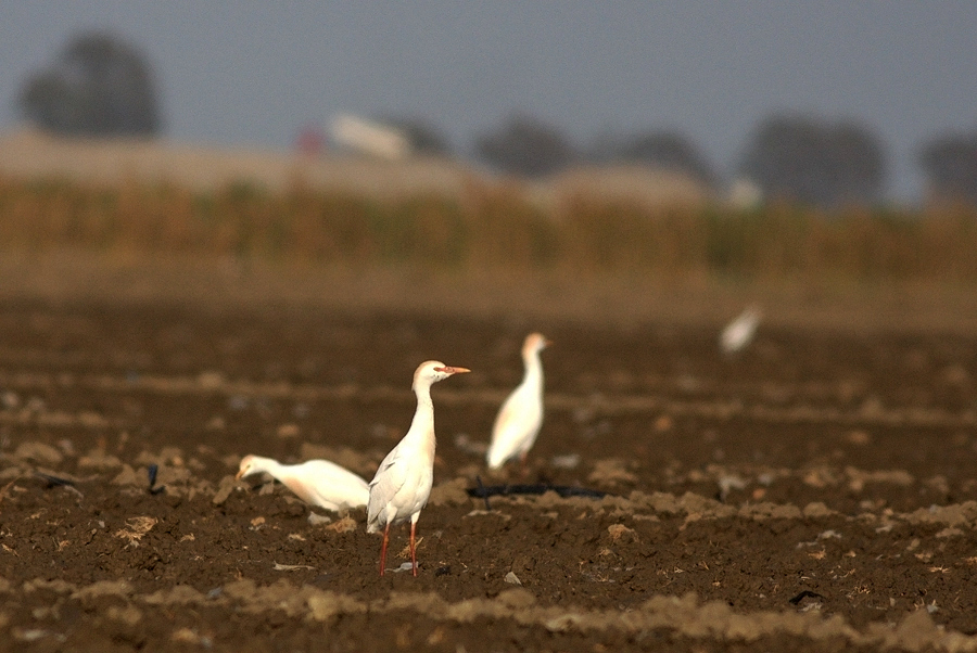 Sığır balıkçılı
