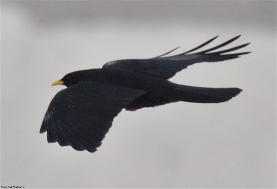 Sarıgagalı dağ kargası