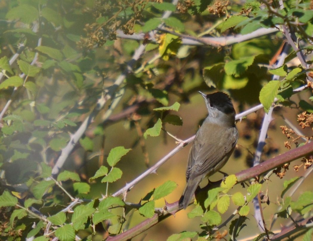 Karabaşlı ötleğen
