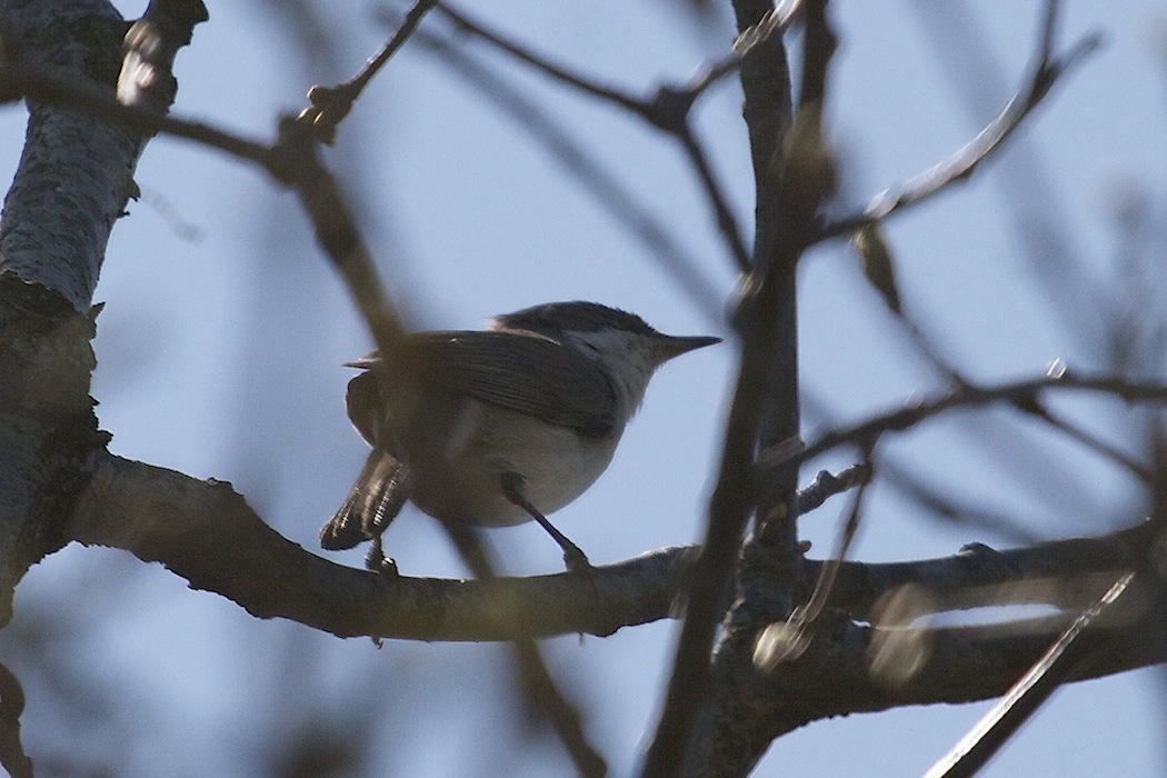Küçük akgerdanlı ötleğen