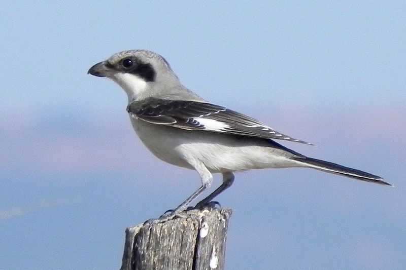 Karaalınlı örümcekkuşu