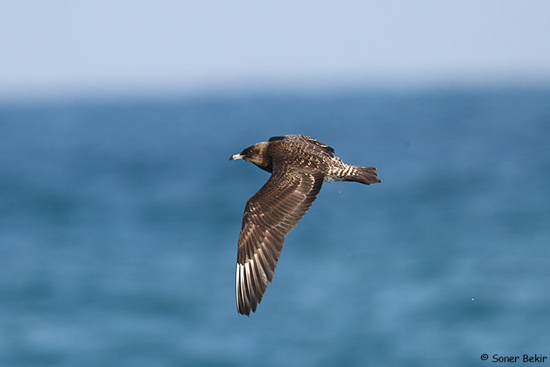 Kütkuyruklu korsanmartı