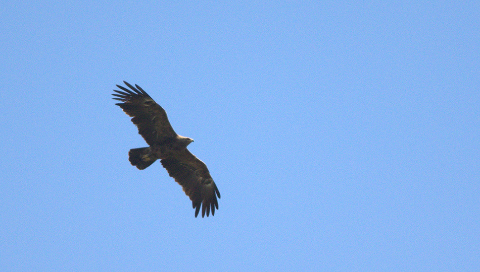 Küçük orman kartalı