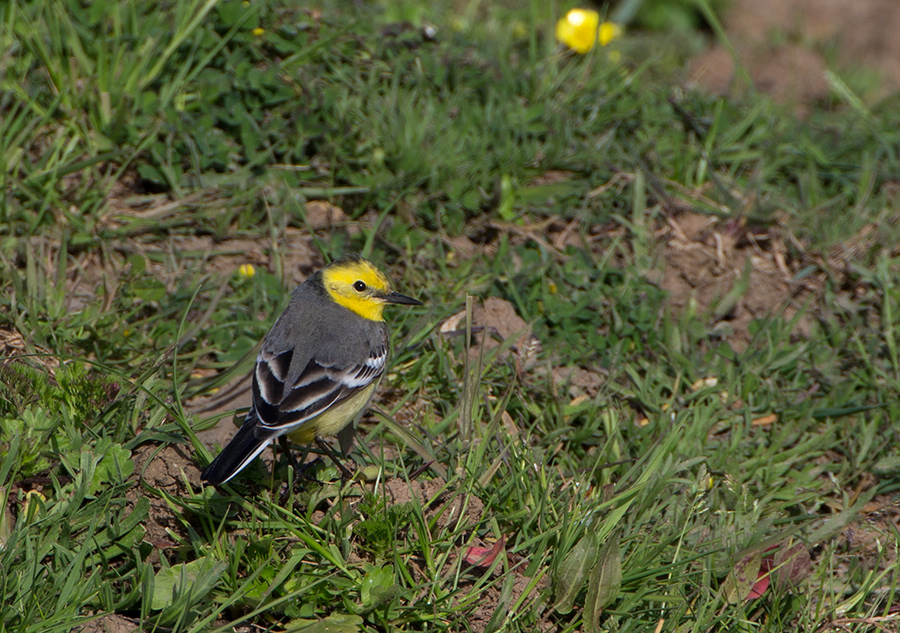 Sarıbaşlı kuyruksallayan