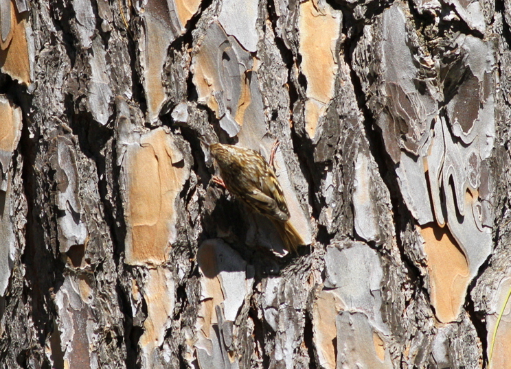 Bahçe tırmaşıkkuşu