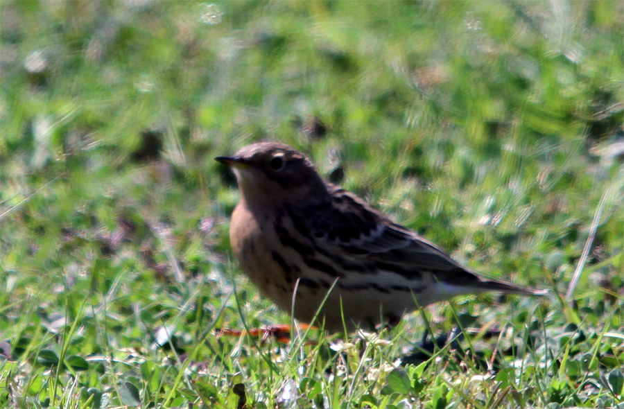 Kızılgerdanlı incirkuşu