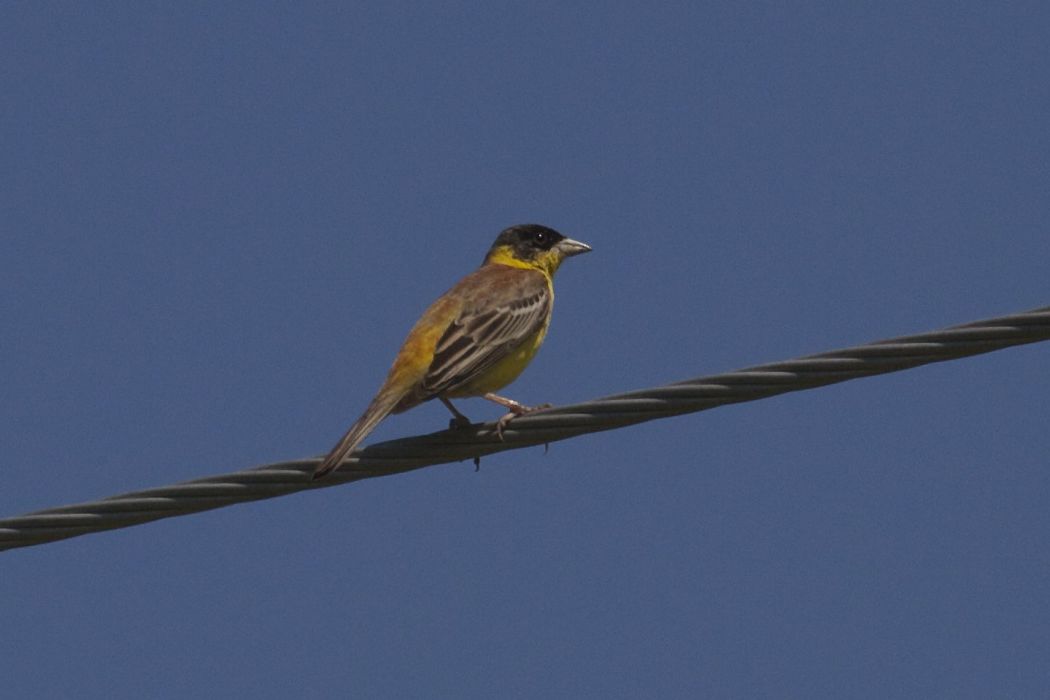 Karabaşlı kirazkuşu