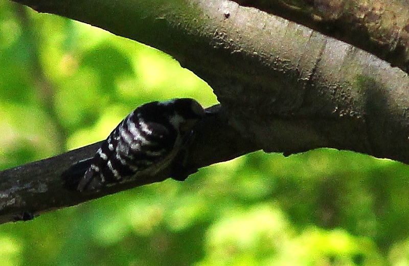 Küçük ağaçkakan