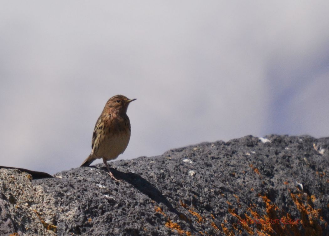 Kızılgerdanlı incirkuşu