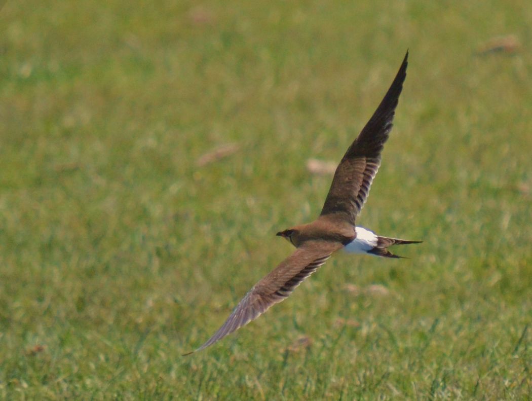 Bataklıkkırlangıcı