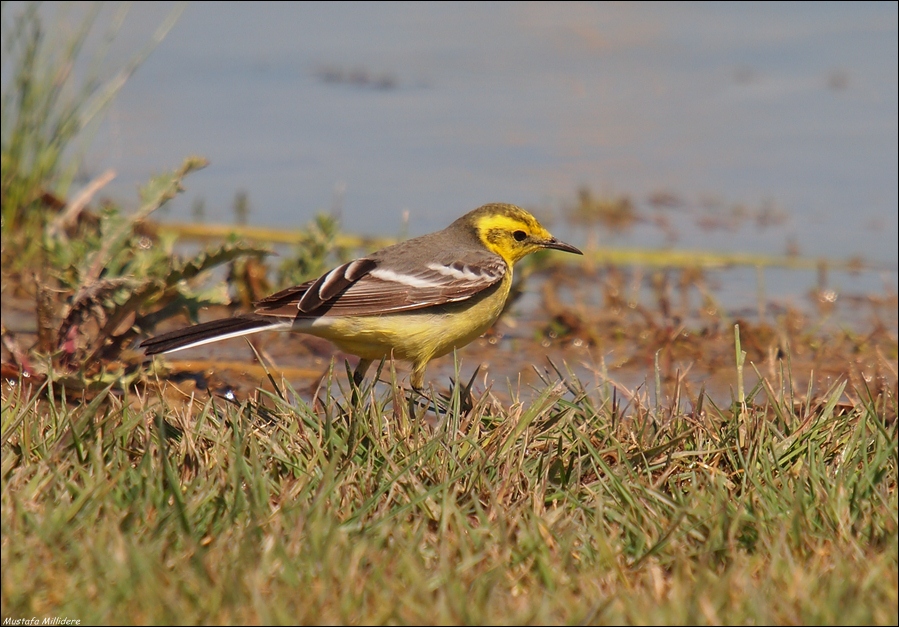 Sarıbaşlı kuyruksallayan