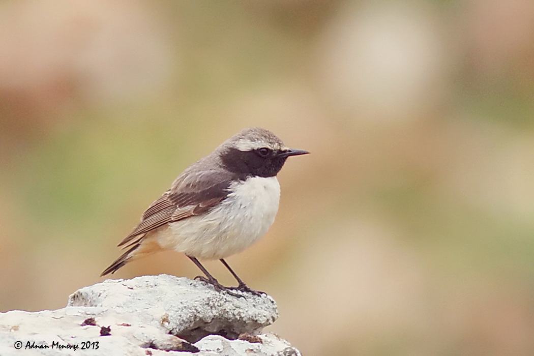 Kızılca kuyrukkakan