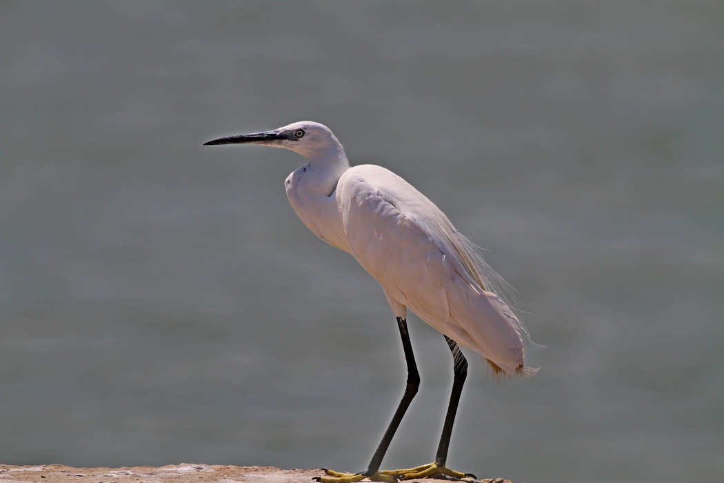 Küçük ak balıkçıl