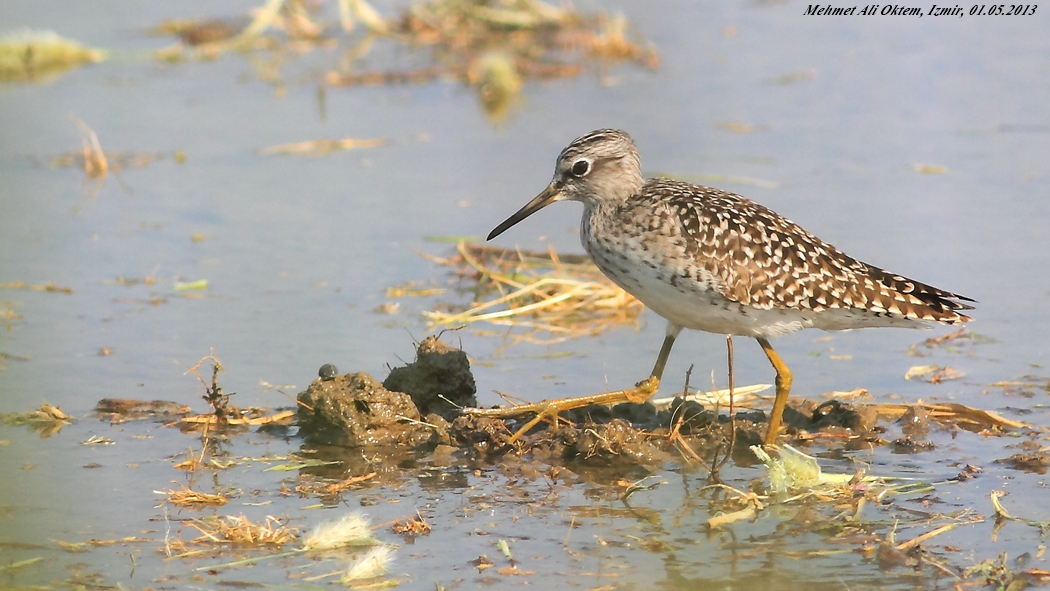 Orman düdükçünü