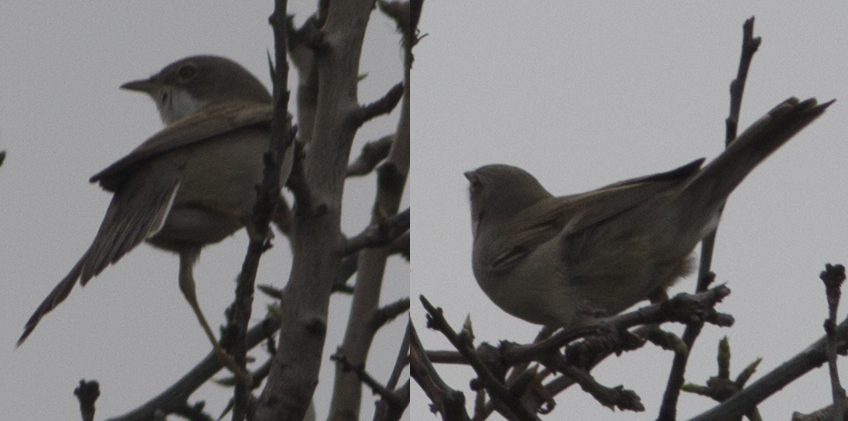 Akgerdanlı ötleğen