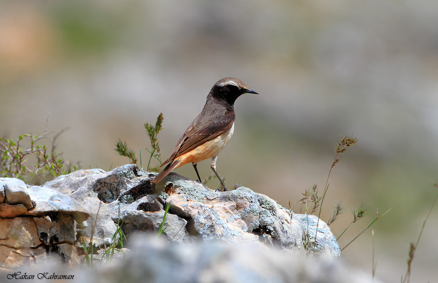 Kızılca kuyrukkakan