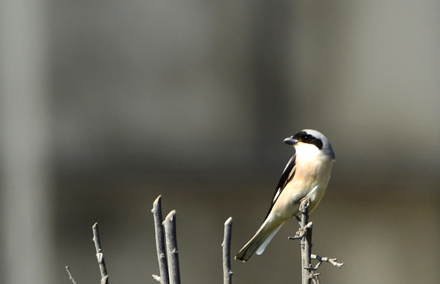 Karaalınlı örümcekkuşu