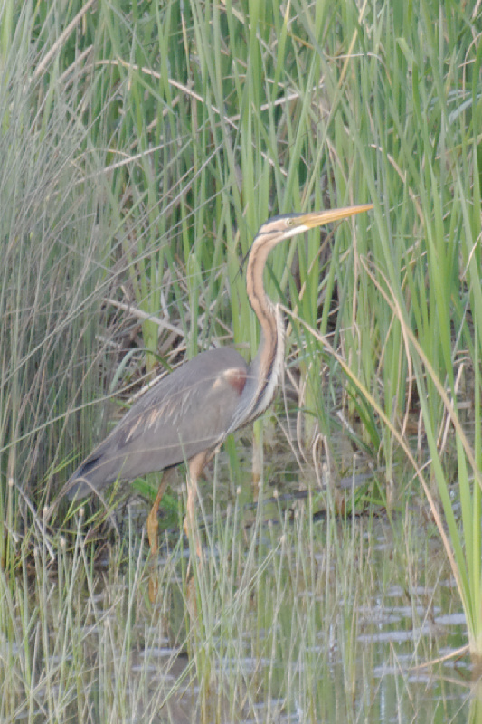 Erguvani balıkçıl