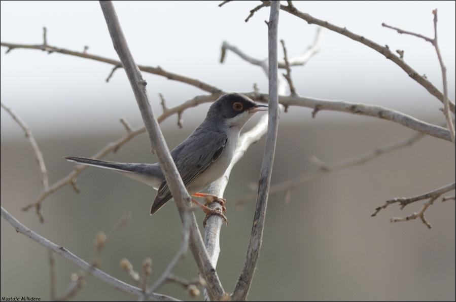 Pembegöğüslü ötleğen