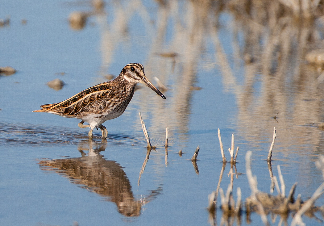 Küçük suçulluğu