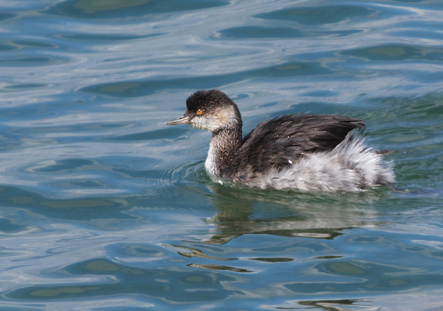 Karaboyunlu batağan