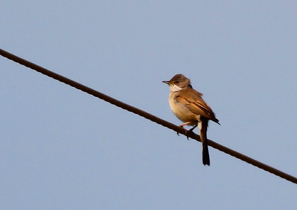 Akgerdanlı ötleğen