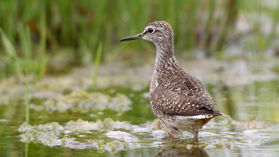 Orman düdükçünü
