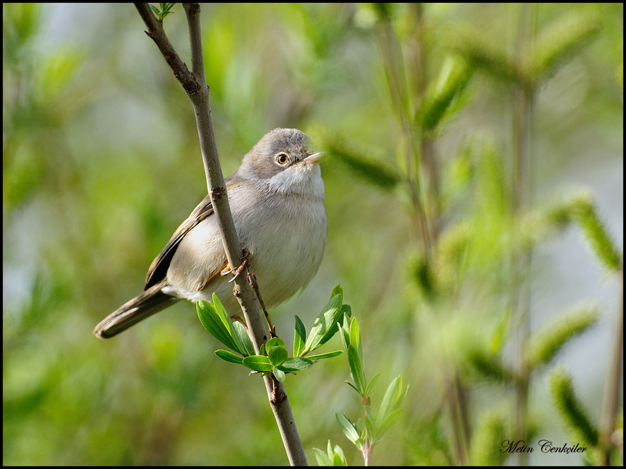 Akgerdanlı ötleğen