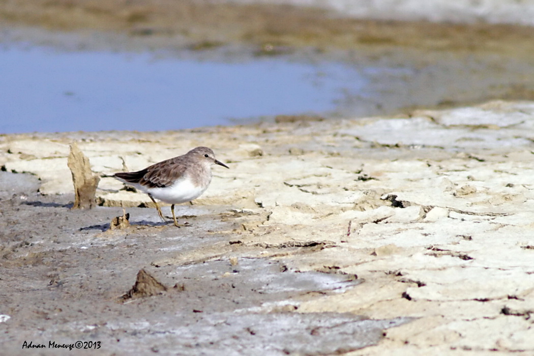 Sarıbacaklı kumkuşu