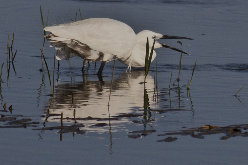 Küçük ak balıkçıl