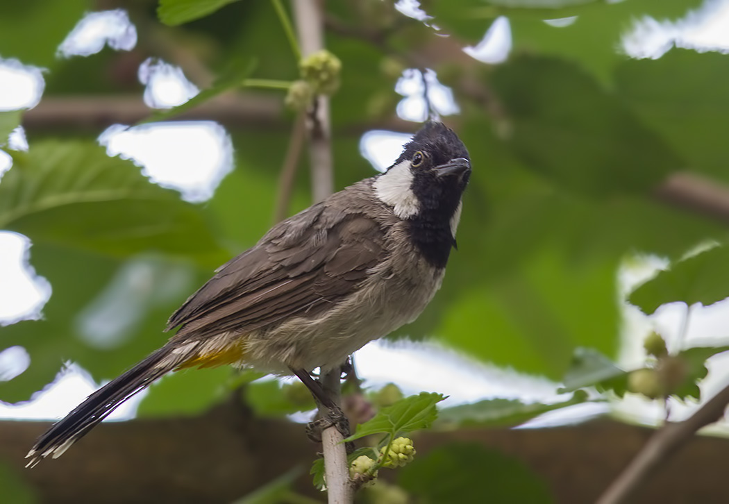 Akyanaklı arapbülbülü