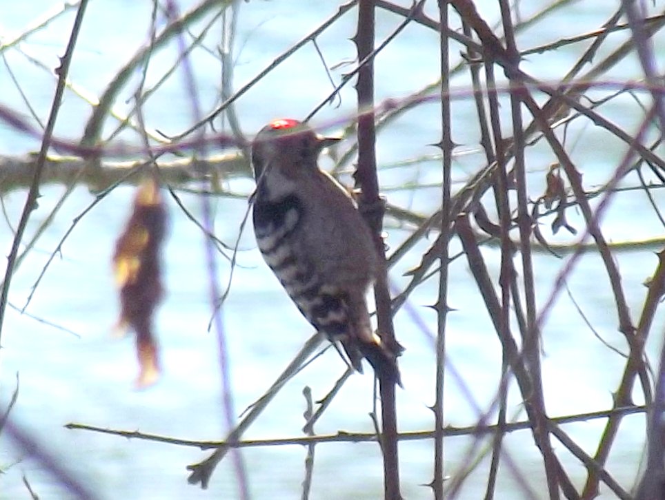 Küçük ağaçkakan