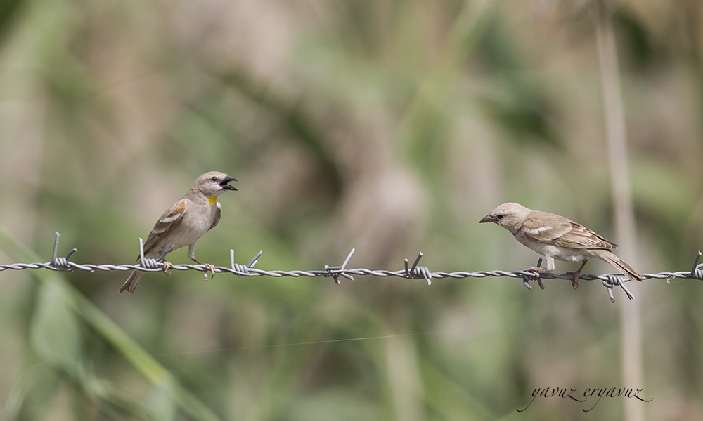 Sarıboğazlı serçe