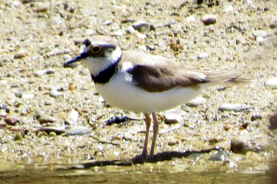Halkalı küçük cılıbıt