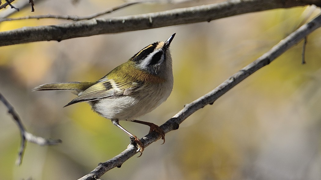 Sürmeli çalıkuşu