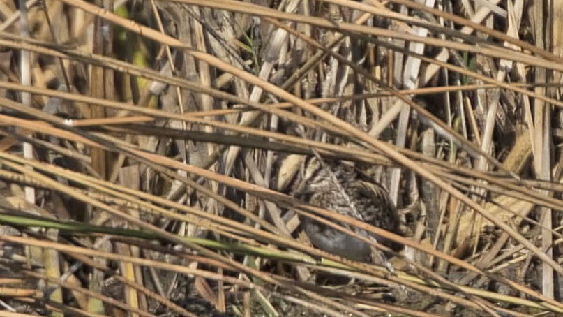 Küçük suçulluğu