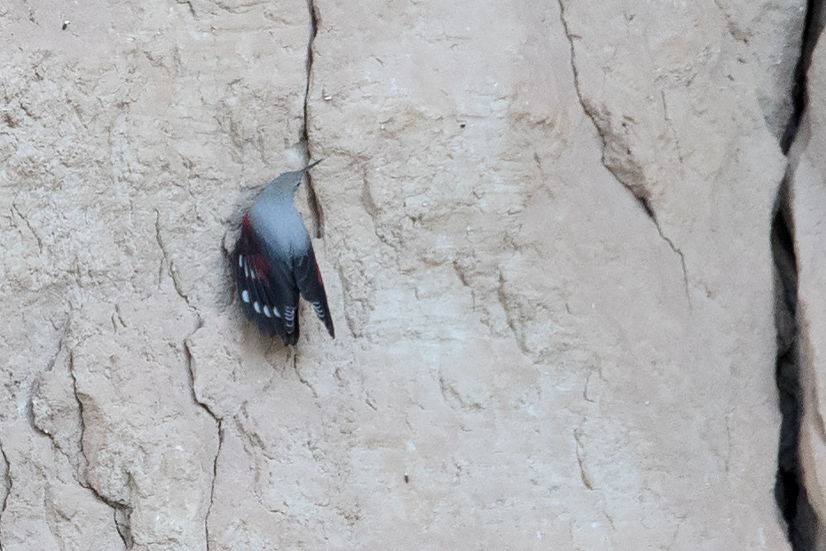 Duvar tırmaşıkkuşu