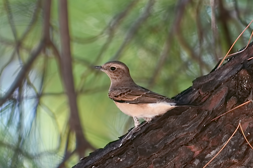 Karakulaklı kuyrukkakan
