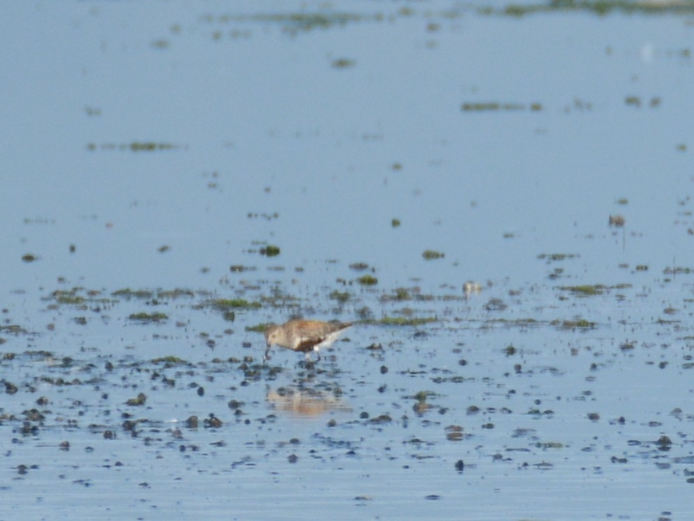 Karakarınlı kumkuşu