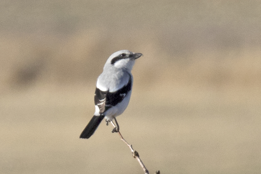 Büyük örümcekkuşu