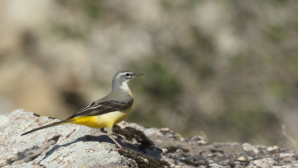Dağ kuyruksallayanı