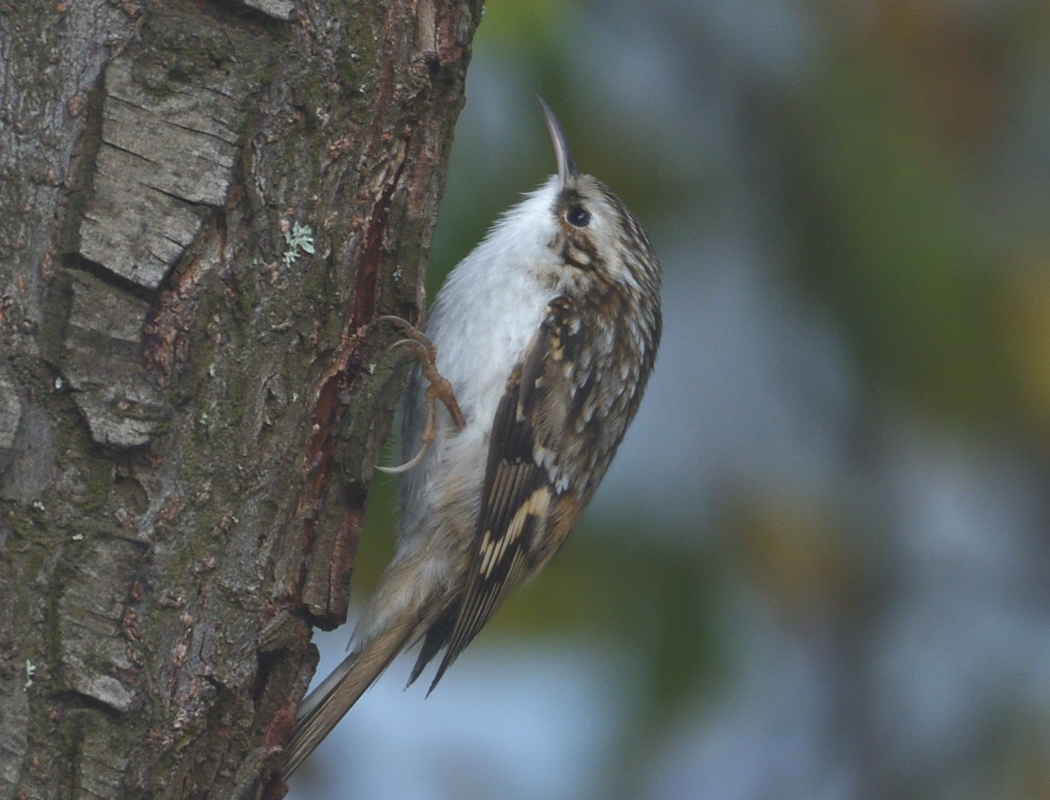 Orman tırmaşıkkuşu