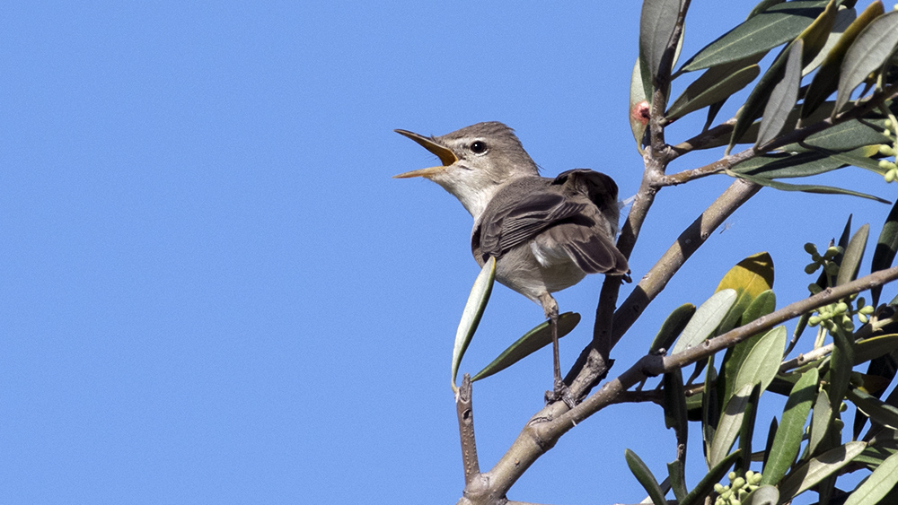 Zeytin mukallidi
