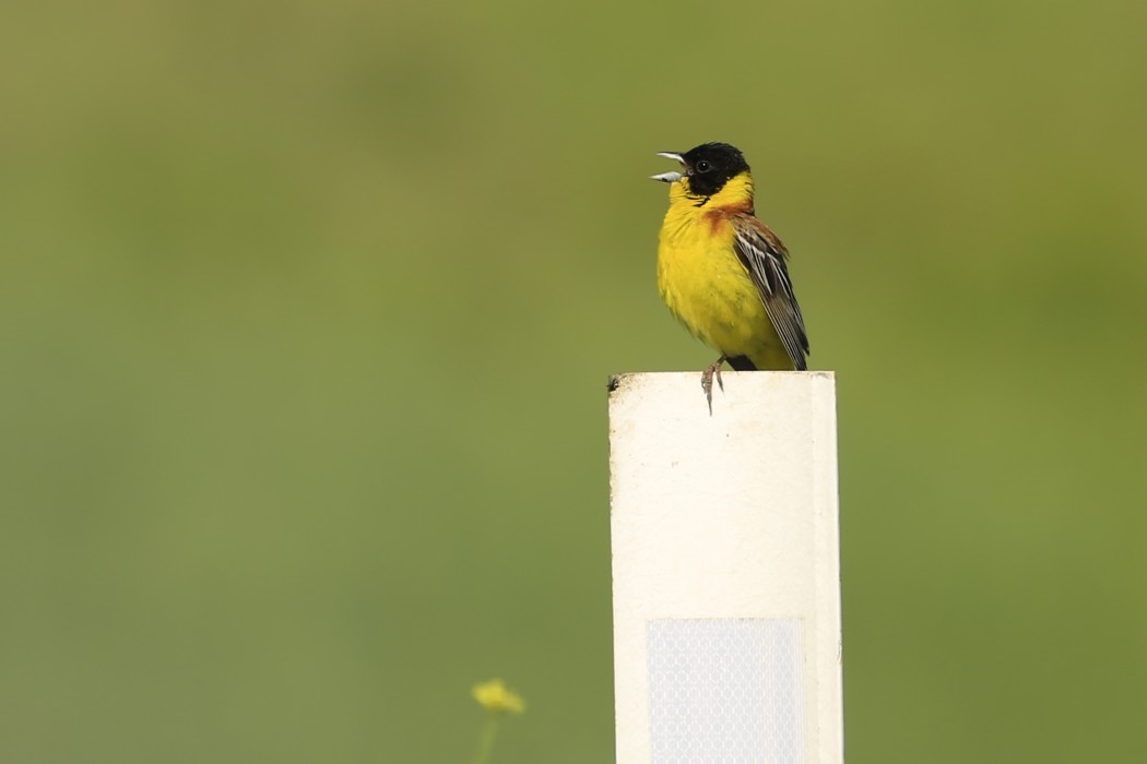 Karabaşlı kirazkuşu