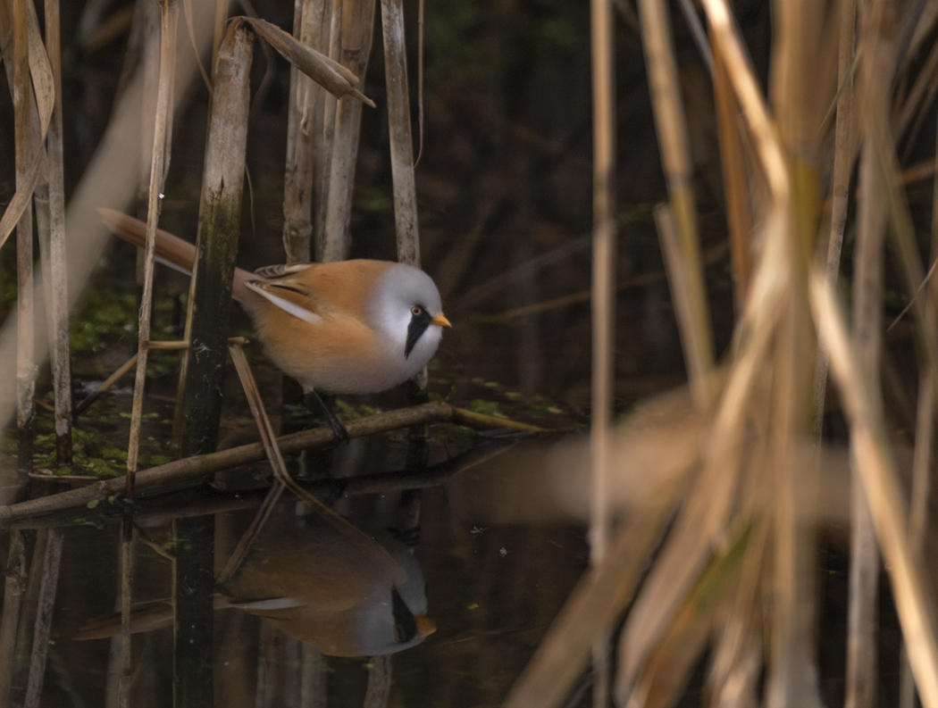 Bıyıklı baştankara