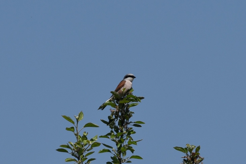 Kızılsırtlı örümcekkuşu