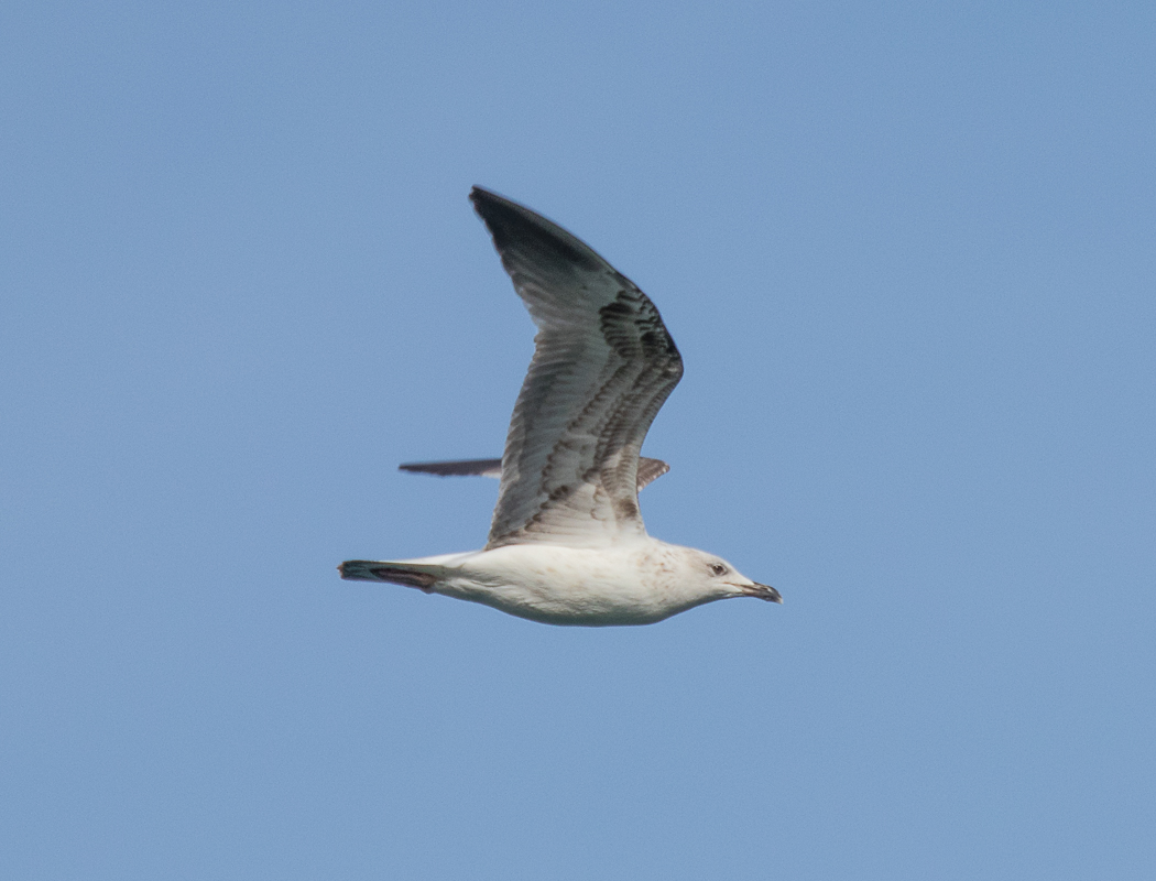 Van gölü martısı