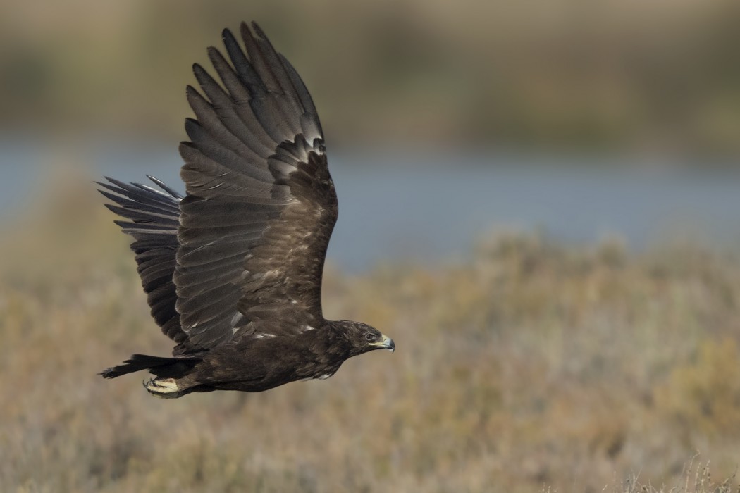 Büyük orman kartalı
