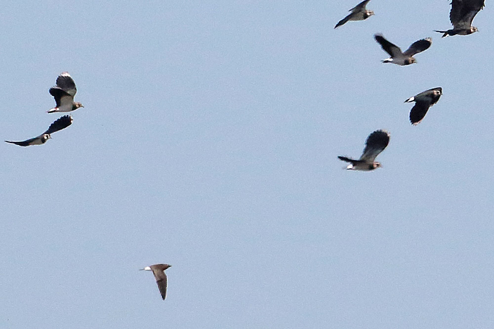 Karakanatlı bataklıkkırlangıcı